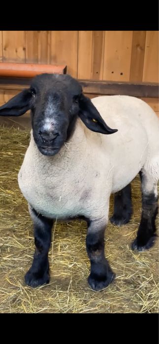 Berbec suffolk de vanzare