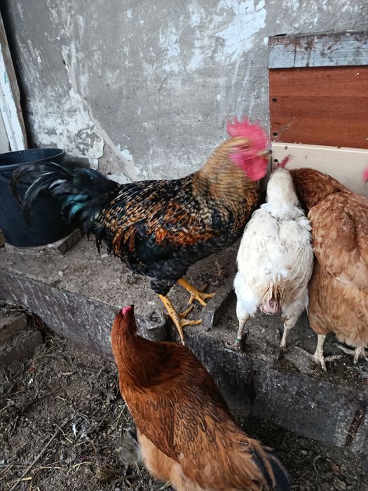 Продам молодых петухов