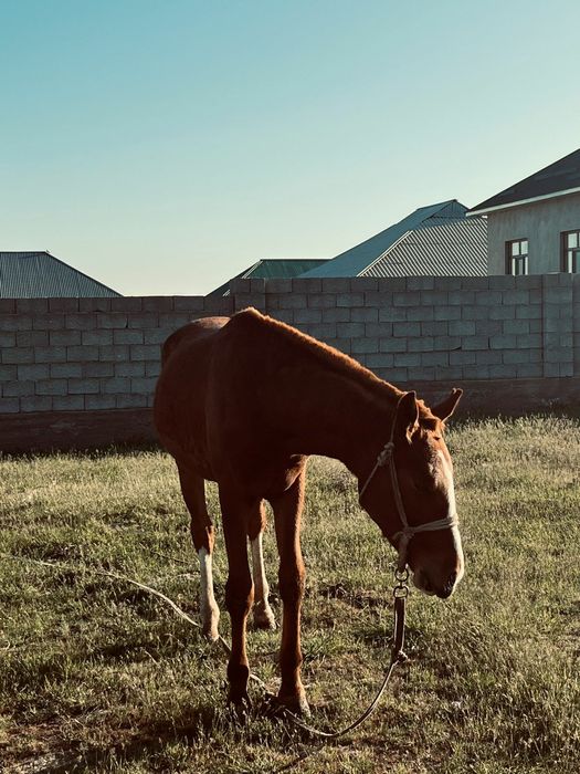 Екі жасар тай сатылады.