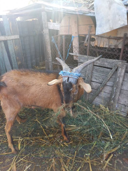 Tap alpin francez 2 ani