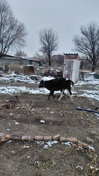 Продам теленка. Девочка.