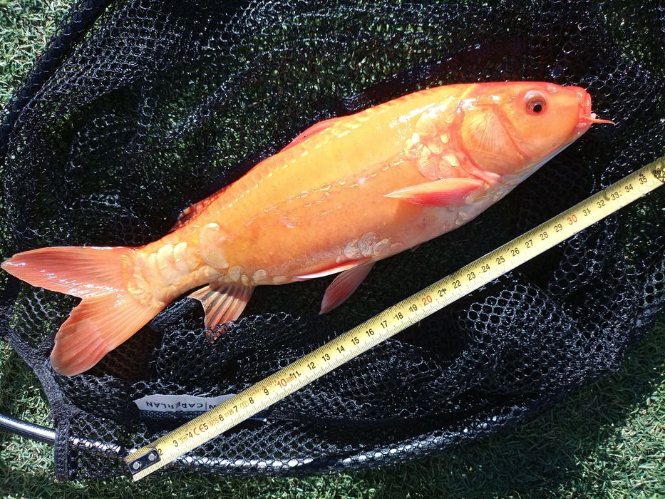 Crap KOi Sibiu 35cm