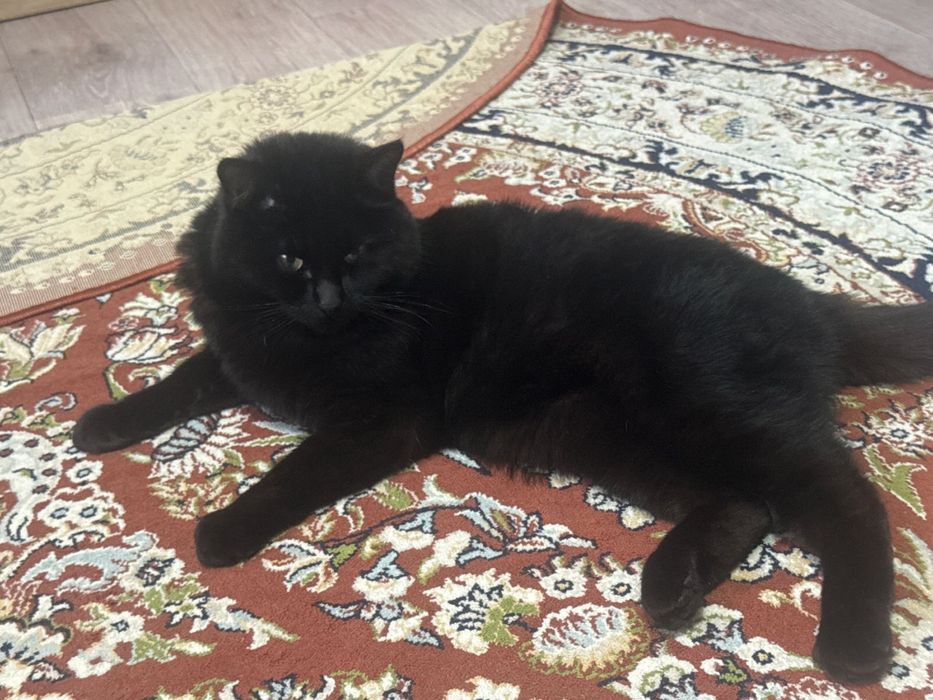 Отдам в добрые руки