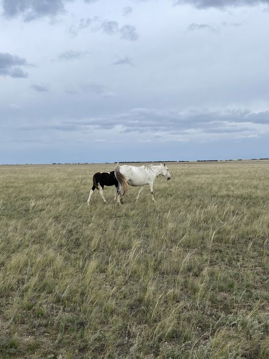 Продам косяк лошодей