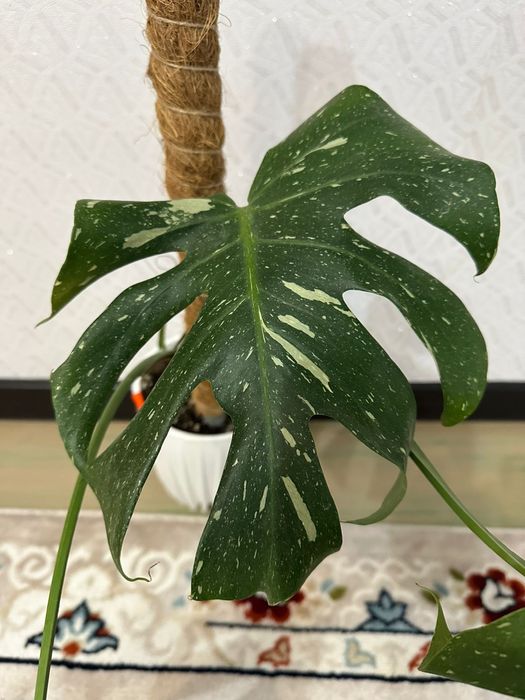 Монстера тайское созвездие комнатный цветок