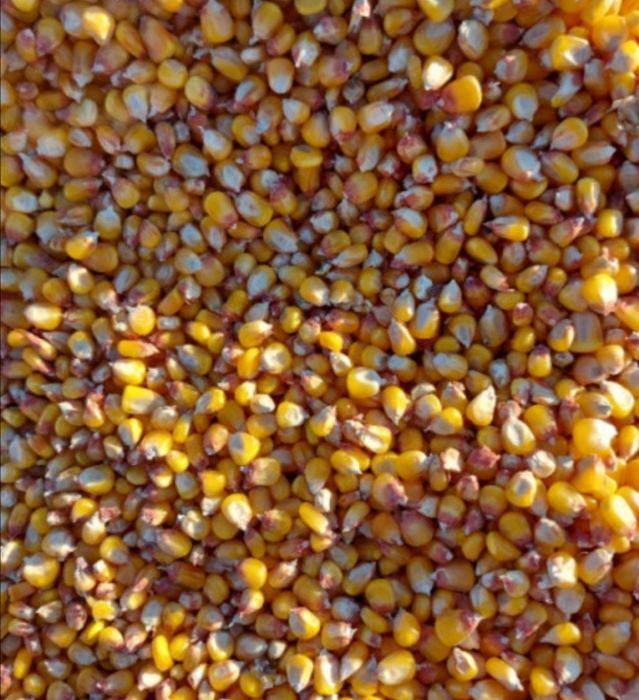 Porumb graunte boabe