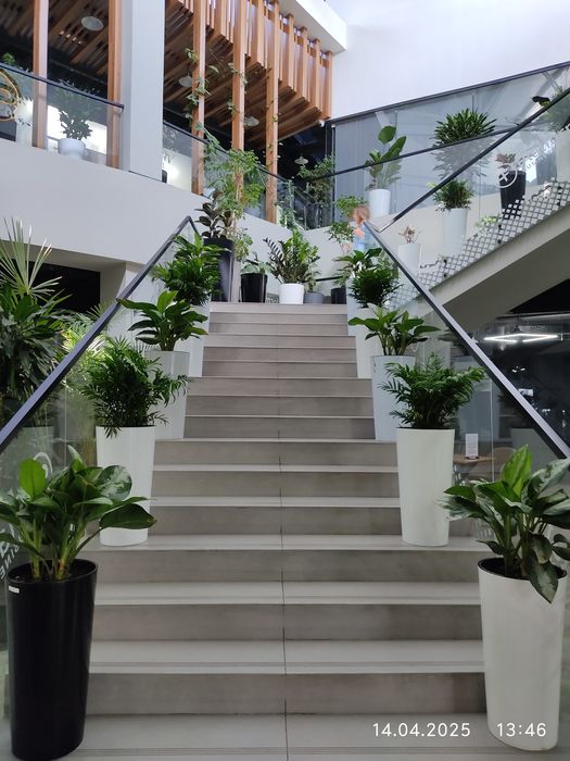 Уход за комнатными растениями