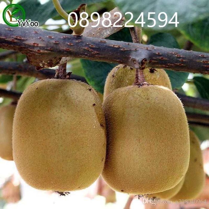 Киви – Разсад (Студоустойчиви сортове) - Налични 10 вида