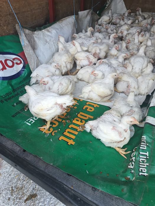 Pui mari albi de carne