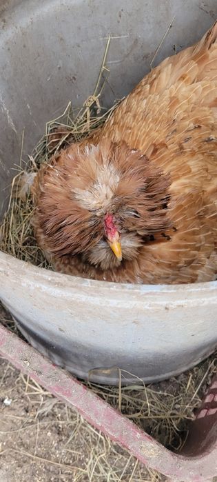 Ouă pentru incubat gaini moțate