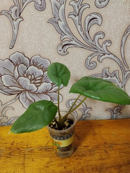 Алокази Каразон выращены из клубней