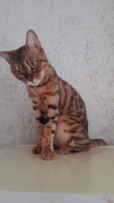 Открыта бронь на чистокровных бенгальских котят