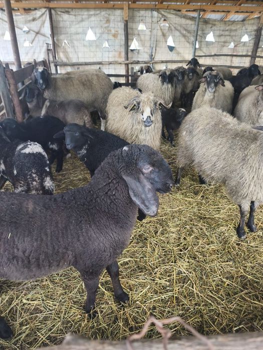 Vând berbeci berbecuți și oi carabase