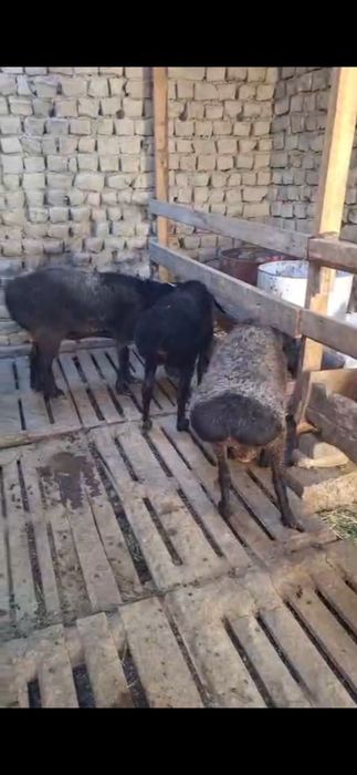 3 бас кошкар сатлмда