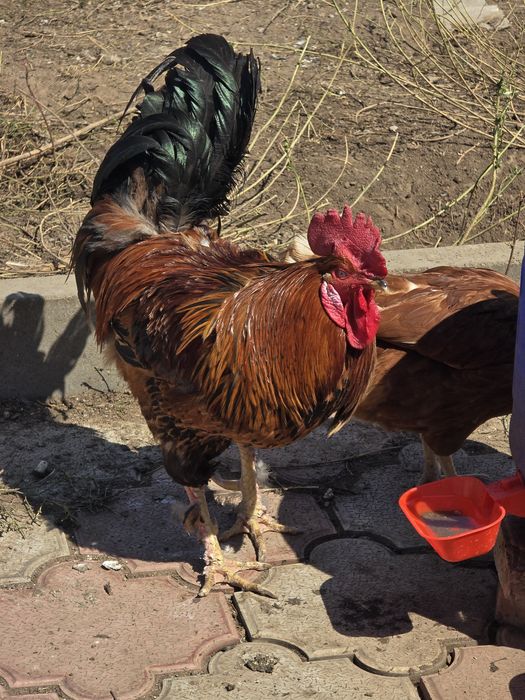 Продам Кур Доминант.Цыплята