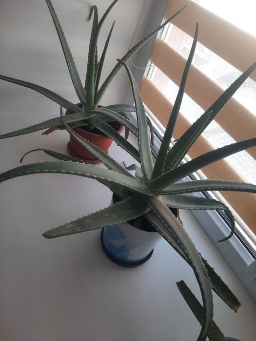 Алое лечебное многолетнее