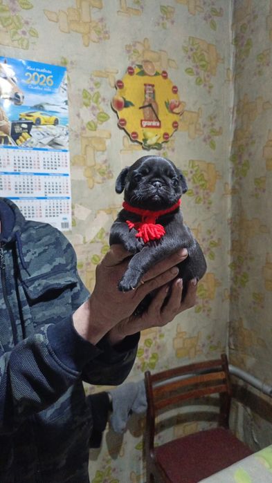 Продам щенков мопса