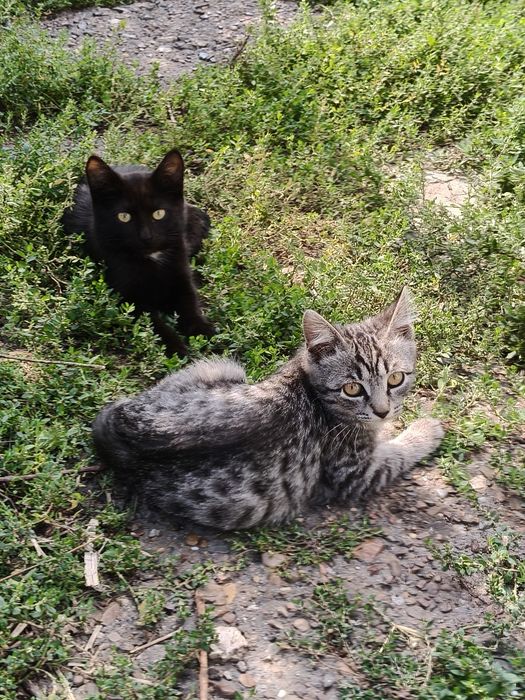 Отдам двух красивых котят
