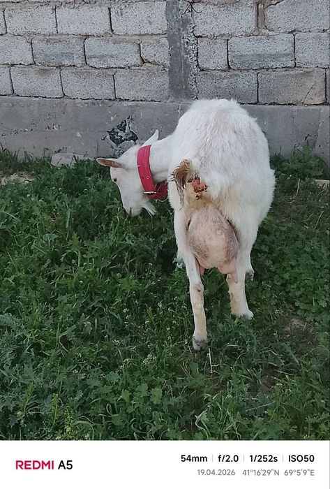Nubin zotli echki