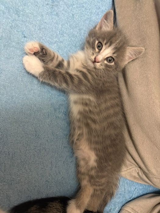 Отдам кошечку. 1.5 месяцев.