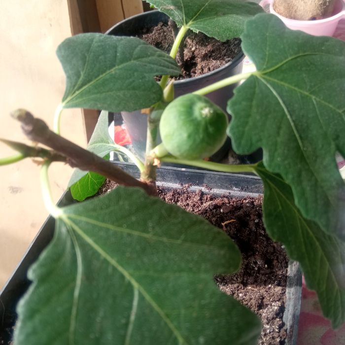 Дерево инжир в контейнере