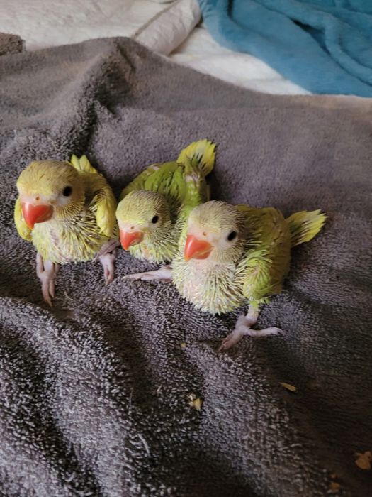 Papagali pui blanzi crescuti la mana micul alexandru alexander