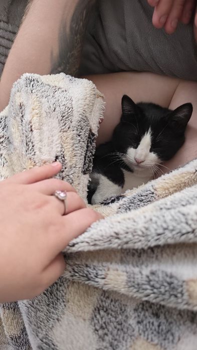 Котенок-мальчик, в добрые руки