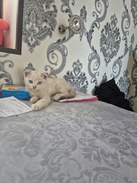 Продаётся котёнка скоттиш фолд