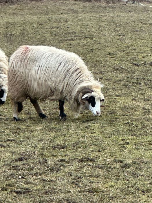 Disponibilă oaie și berbec