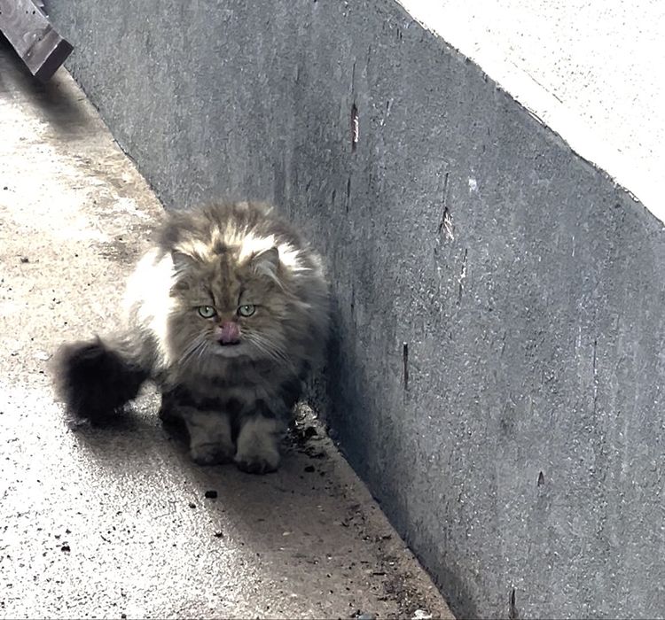 Персидский кот даром бесплатно