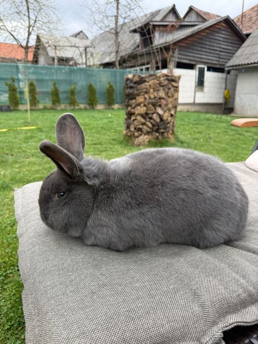 Iepuri albastru vienez