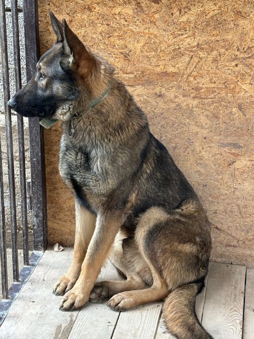 Щенки овчарки, 12 мес