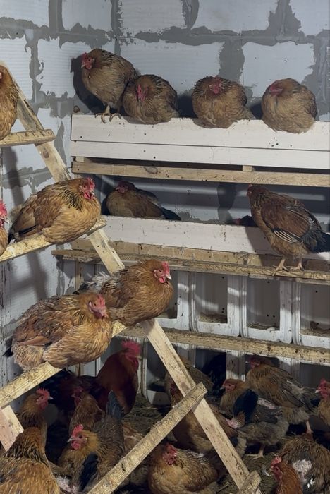 Инкубационные яйца Кучинский