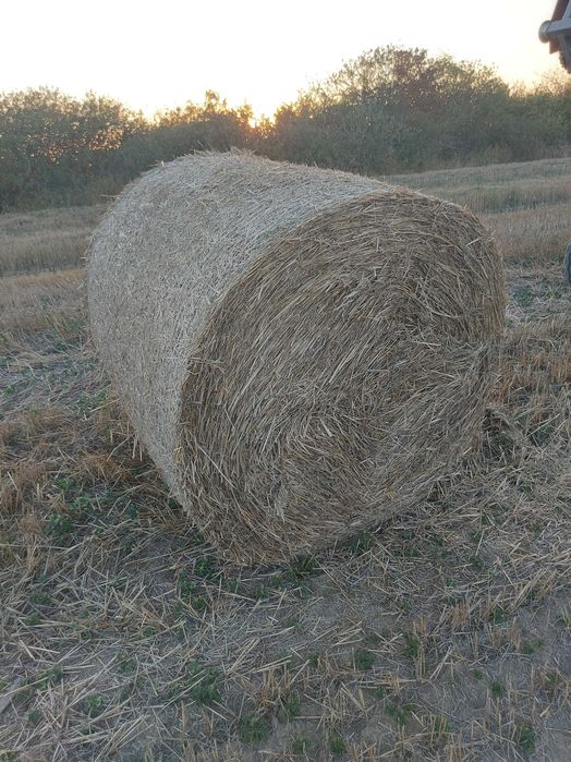 Baloti rotunzi de paie
