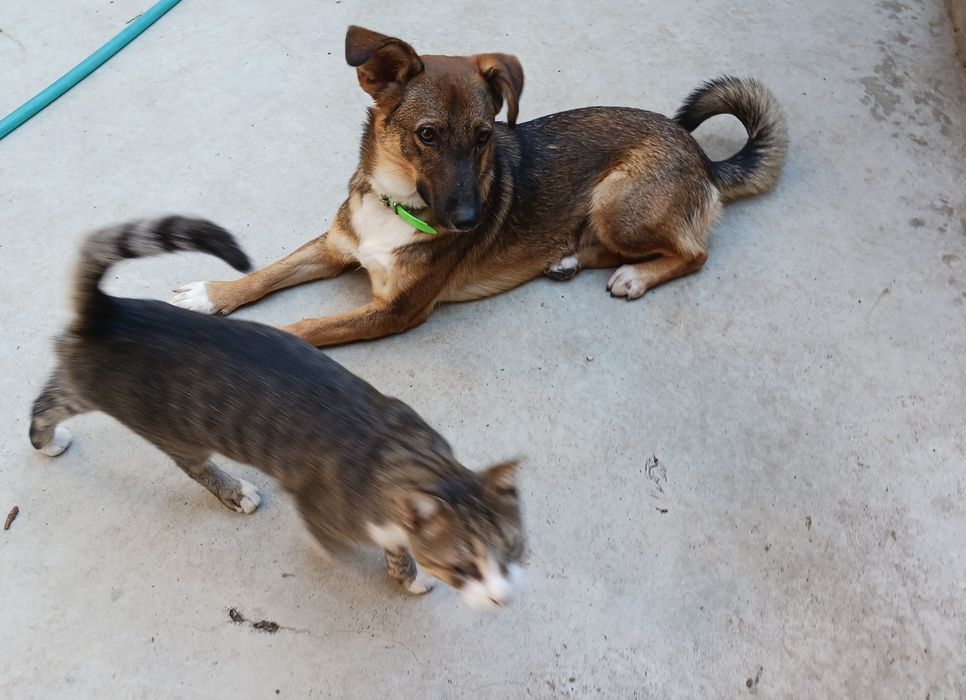 Подарявам кученце Зара