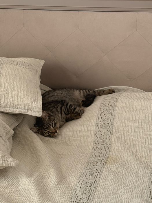 Две кошки продаютсья