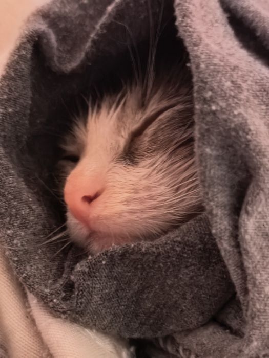 Отдам котенка даром