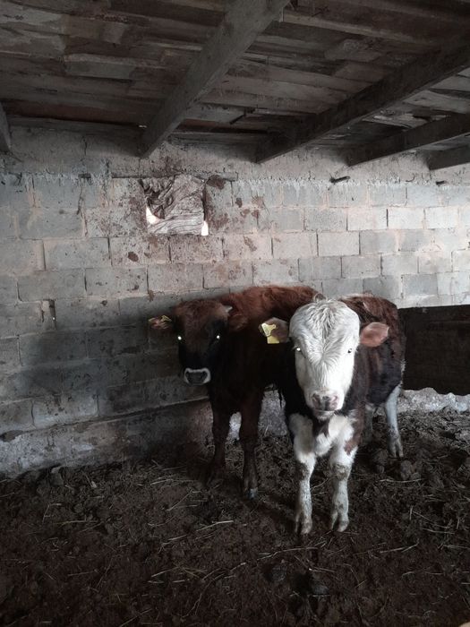 Екі бас бычок сатылады