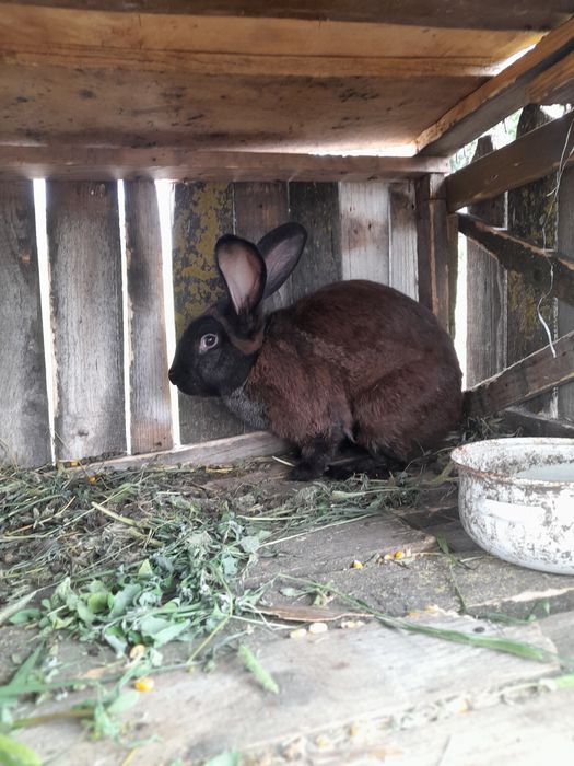 Vând sau schimb iepuroi bun de ținut