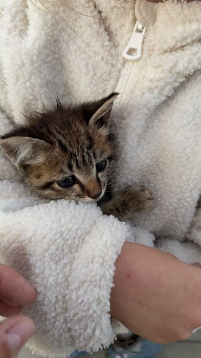 Отдам котят в добрые руки