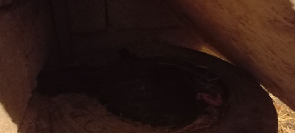 Курик таук дакан