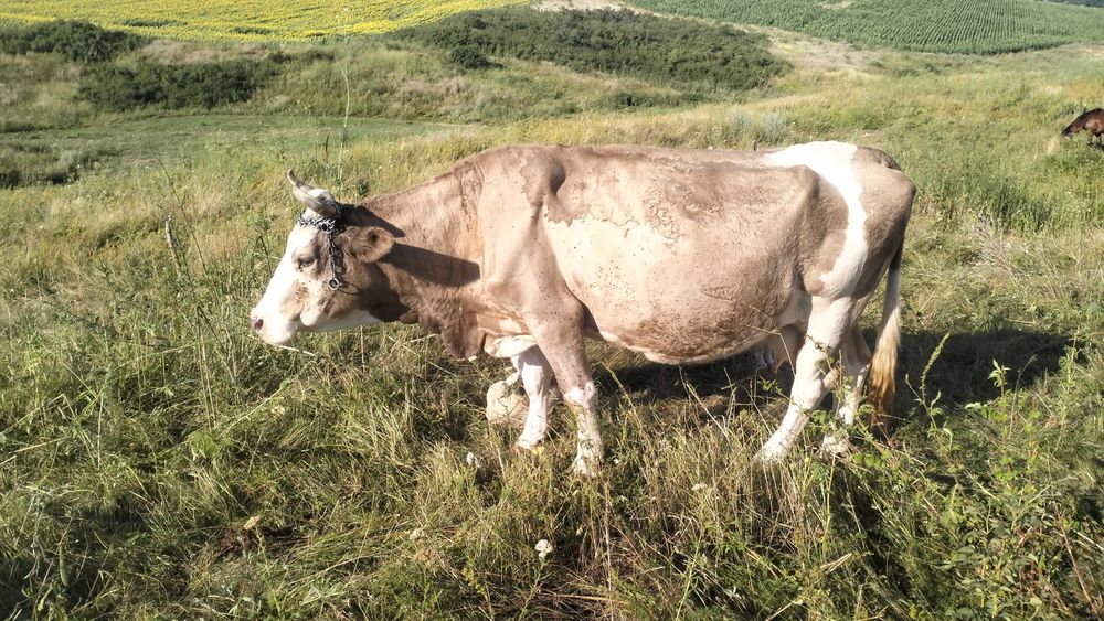 Vaca buna de lapte de vanzare
