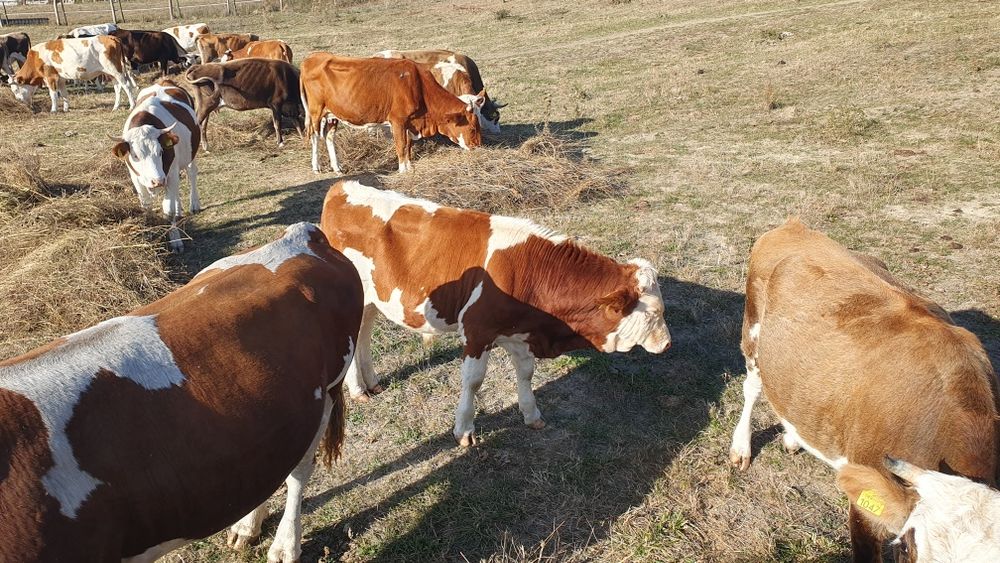 vaci viței taur reproductie junici balțată  românească brune