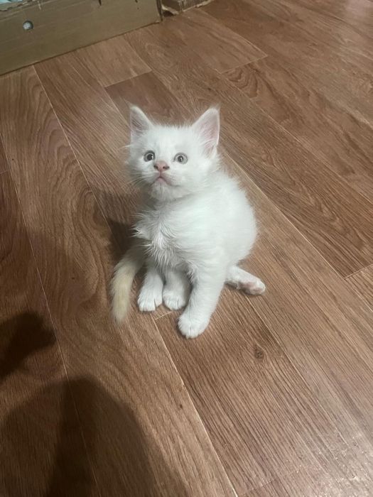 Продам котёнка мейн-кун