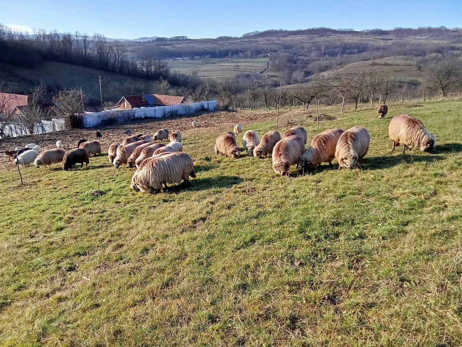 Vând 30 de oi țurcane