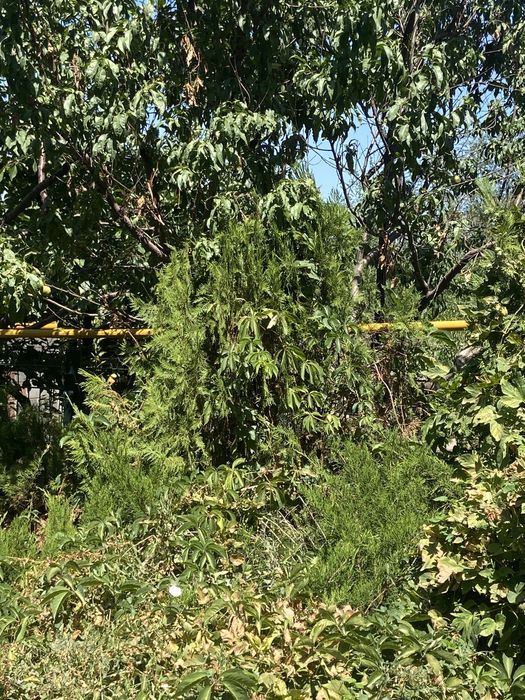 Туя , хвойные растения