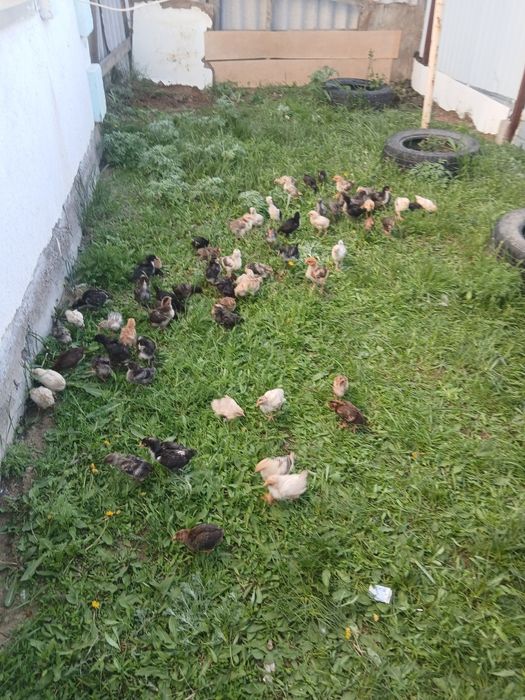 Продам домашний  циплята