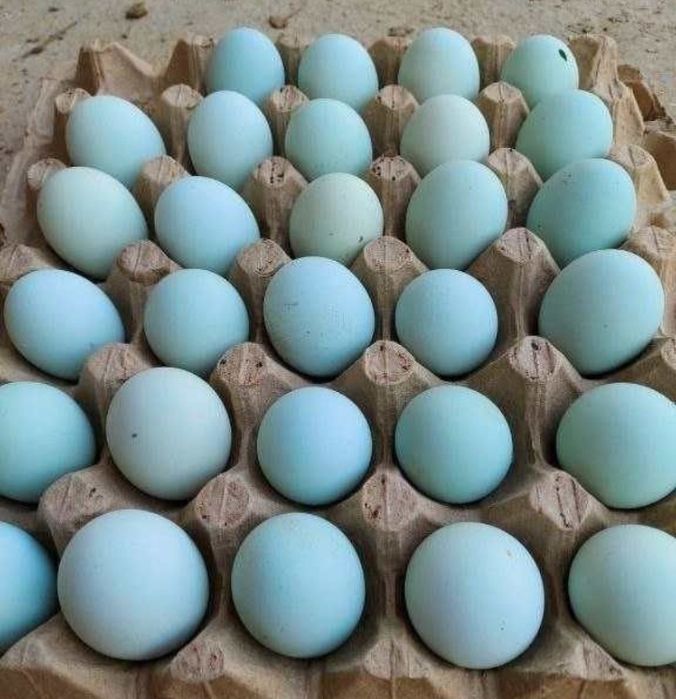 Uxeyl ( qora tovuq zoti ) tovuq va tuxumlari sotiladi