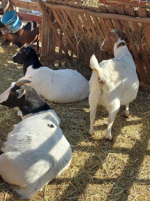 Capre,iezi,țapi rasă pura și metiși,boier,alpin,anglonubian
