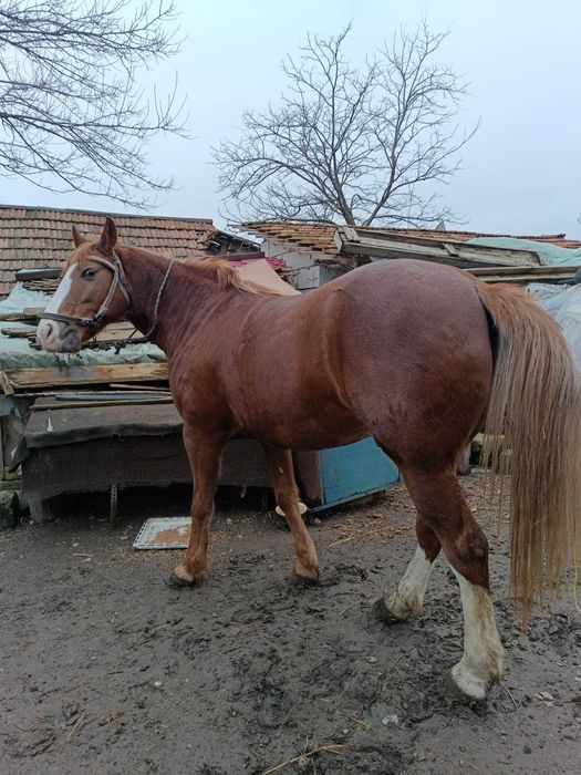 Cal bun de munca, tel.0783 025 335